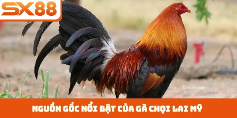 gà chọi lai mỹ